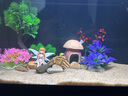 當貝智能生態(tài)魚缸1Ultra 一體缸自循環(huán)魚缸+希騰蘑菇屋造景套餐 曬單實拍圖