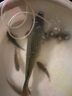 客友釣具擒龍?jiān)E輕量大物竿鰱鳙桿7.2魚(yú)竿手竿超輕超硬釣魚(yú)竿臺(tái)釣竿巨物竿 7.2m 【擒龍?jiān)E 輕量大物】 曬單實(shí)拍圖