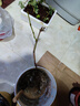 寒香蜜葡萄苗南北方庭院地栽特大爬藤果樹(shù)苗盆栽嫁接無(wú)核當年結果 寒香蜜葡萄苗 3年苗【隔年結果】1棵 曬單實(shí)拍圖