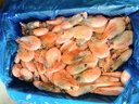?；蕿掣窳晏m頭籽北極甜蝦北極熊腹籽刺身特大號冰蝦元寶蝦籽蝦 金標(biāo)黃腹籽90/120規(guī)格 3斤(凈重) 曬單實(shí)拍圖