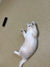 Orijen渴望貓糧 幼貓糧 全價通用低敏無谷高蛋白進口5.4kg 效期26/10 曬單實拍圖