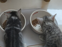 meoof覓凹蛋卷自動喂食器貓咪狗狗投食機定時定量攝像頭可視+32G存儲卡 曬單實拍圖