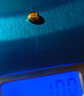 領(lǐng)豐金黃金豆豆AU9999足金實(shí)心真金豆子收藏節(jié)日禮物送女友七夕節(jié)小金豆 金豆1g 曬單實(shí)拍圖