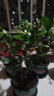 茉莉花苗盆栽帶花苞九里香老樁驅蚊花卉植物室內濃香四季開(kāi)花好養 小份茉莉花【2-3顆】一點(diǎn)苞   不含盆 曬單實(shí)拍圖