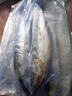 5斤青島鮮活大鲅魚新鮮馬鮫魚大整條冷凍海捕深海魚海鮮水產(chǎn)批發(fā) 曬單實(shí)拍圖