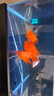德瑞水族 魚(yú)飼料血鸚鵡專(zhuān)用魚(yú)糧增紅增色魚(yú)食熱帶魚(yú)發(fā)財魚(yú)金魚(yú)錦鯉飼料1kg 曬單實(shí)拍圖