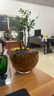 御春閣小葉紫檀樹苗黑骨茶室內(nèi)陽臺盆栽花卉綠植耐寒四季常青微景觀樁形 中號4根25厘米高左右 曬單實拍圖