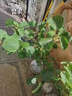 紅心軟棗獼猴桃樹果苗彌獼猴桃苗嫁接南北方種植獼猴桃苗當(dāng)年結(jié)果 紅肉5年精選苗（買1送1）種下2個(gè)月結(jié)果 80cm(含)-89cm(含) 曬單實(shí)拍圖