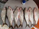 趣玲瓏釣魚用鉛皮卷快速鉛墜鉛卷鉛皮座臺(tái)釣魚線組垂釣魚用品漁具 0.8#鉛皮卷[5卷]送剪刀 曬單實(shí)拍圖