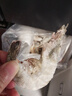東上御品蝦 青島大蝦基圍蝦鮮活青蝦白蝦海蝦對蝦冰蝦凍蝦生鮮 蝦類 海鮮 3.6斤(凈重)  鹽凍大蝦【單只凍】 17-21cm【特大蝦皇】 曬單實拍圖