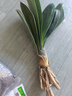 特價大盆君子蘭盆栽名貴國寶級花卉苗綠植物圓頭和尚室內(nèi)四季好養(yǎng) 01：【特惠款】5-8片葉子+帶土 送肥料【不含盆】 曬單實拍圖