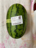 吊秧小西瓜 約1.5kg 曬單實(shí)拍圖