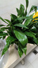 【熱銷(xiāo)款】白掌一帆風(fēng)順盆栽水培植物室內花綠植紅掌發(fā)財樹(shù)吸甲醛 【店主推薦】特級白掌6-8株帶花+早安盆+營(yíng)養液 曬單實(shí)拍圖