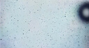 華顯光學(xué)專業(yè)生物顯微鏡學(xué)生用高倍6000倍可看螨蟲細(xì)菌細(xì)胞學(xué)校實(shí)驗(yàn)室中考 標(biāo)配6000倍 曬單實(shí)拍圖