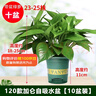 雙盟綠蘿盆栽除甲醛花卉綠植辦公室新房凈化空氣 120款10盆源頭直發(fā) 曬單實拍圖
