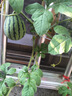 摩米士【蘋果同芯3C認(rèn)證】Magsafe磁吸充電寶超薄PD20W無線快充移動(dòng)電源可上飛機(jī)適用iPhone16/15/14手機(jī) 曬單實(shí)拍圖