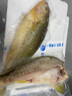 出海人【3袋/5袋】新品黃魚(yú)鲞魚(yú)排寧德霞浦黃魚(yú)鲞黃花魚(yú)新鮮冷凍大黃魚(yú) 1200g(400gX3袋) 黃魚(yú)鲞-魚(yú)排（免調味） 曬單實(shí)拍圖