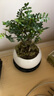 佰花錦清香胡椒木盆栽室內外驅蚊草植物好養(yǎng)綠植九里香花卉四季常青盆景 【送圓底座】胡椒木+陶瓷白圓盆+苔蘚鋪面 整體高度20-25cm 曬單實拍圖