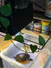 REPTIZOOuvb燈曬背燈泡烏龜爬寵蜥蜴黃緣陸龜可調(diào)模式 UVB 沙漠/雨林兩檔【專利精設(shè)】 曬單實(shí)拍圖