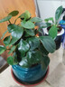 小盼菩提樹(shù)盆栽綠植物室內花盆景辦公室桌面觀(guān)葉四季客廳好養活樹(shù) 特大盼菩提（帶果發(fā)貨）綠迎客松陶瓷 帶盆栽好 曬單實(shí)拍圖