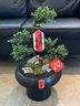 芙洛拉花園【兩小時(shí)達(dá)】五層塔松盆栽送導(dǎo)師青松綠植喬遷之喜開業(yè)教師節(jié)禮物 福滿新居【精致造景五層塔松盆景】 喬遷送禮推薦 曬單實(shí)拍圖