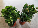 網(wǎng)紅長壽花盆栽帶花苞發(fā)貨精品重瓣長壽花室內(nèi)開花植物四季常青 長壽花紫水晶一盆帶花苞（原盆原土） 360天帶花苞發(fā)貨 曬單實拍圖