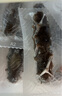 遼參大連有機冷凍海參1斤10-12只非即食京東自營旗艦店獨立包裝正品 曬單實拍圖