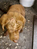 petlimit狗狗牽引繩脖圈項圈中大型犬頸圈脖套柔軟狗繩 桔色M套裝 曬單實(shí)拍圖