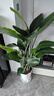 花財主天堂鳥(niǎo)盆栽辦公室大型綠植客廳盆栽家用吸甲醛凈化空氣綠植 5-6天堂鳥(niǎo)1.2-1.3m【梯形盆】 曬單實(shí)拍圖