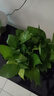 雙盟綠蘿盆栽除甲醛花卉綠植辦公室新房?jī)艋諝?80加侖2盆裝源頭直發(fā) 曬單實(shí)拍圖