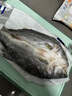 黃小漁三去海鱸魚2斤/2條 開背鱸魚 生鮮 魚類 海鮮水產(chǎn)夜宵燒烤食材 曬單實拍圖