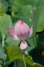 富士（FUJIFILM）XT30  XT4 XT5 XT200 XT100 20 復古二手微單相機 富士XT30 II機身 99成新 曬單實拍圖