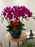 仙植緣【2小時達】蝴蝶蘭盆栽蘭花帶花苞雙花劍真年宵花卉開業(yè)喬遷送禮 8支|大辣椒蝴蝶蘭|紅盆 可提前拍照 送貨上門 曬單實拍圖
