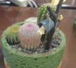 MPPMCK仙人掌盆栽組合多肉植物室內(nèi)仙人球辦公室桌面綠植花卉盆景 綠洲之刺組合+綠色盆 成品發(fā)貨+鋪面石+樹枝小鳥+澆水 曬單實(shí)拍圖