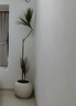 精品造型青葉千年木綠植室內(nèi)大型客廳落地網(wǎng)紅龍血樹辦公室盆栽 高180-200cm含米白圓球盆 曬單實(shí)拍圖
