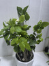 京云夢茉莉花盆栽地栽花卉四季好養(yǎng)綠植觀花植物棱邊陶瓷盆源頭直發(fā) 曬單實拍圖