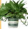 雙盟綠蘿盆栽除甲醛花卉綠植辦公室新房?jī)艋諝?80加侖4盆裝源頭直發(fā) 曬單實(shí)拍圖