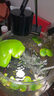 瘋狂水草浮萍魚(yú)缸造景水草植物直接入缸水培植物圓心萍一葉蓮源頭直發(fā)包郵 曬單實(shí)拍圖