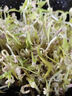 吾谷為伴東北綠豆5斤 綠豆湯 可發(fā)豆芽 打豆?jié){東北雜糧真空包裝大米伴侶 曬單實拍圖