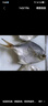 賣魚七郎 國(guó)產(chǎn)冷凍金鯧魚 3條裝 凈重2.7斤 海魚特大 生鮮魚類海鮮水產(chǎn) 曬單實(shí)拍圖