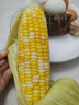 三萌果蔬水果玉米新鮮爆漿甜玉米生吃嫩苞谷即食香甜糯玉米棒子蔬菜包郵 凈重4.5斤 精選果【單果250g+】 曬單實(shí)拍圖
