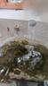 青蘋(píng)果耐熱玻璃涼水壺1.95升大容量 可加熱燒水壺 泡茶煮涼茶壺冷水壺 曬單實(shí)拍圖