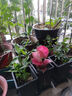繽賢吉利紅盆栽綠植花卉室內(nèi)客廳辦公吸水盆四季好養(yǎng)美觀紅色植物觀賞 吉利紅【原裝盆】 #22 曬單實(shí)拍圖
