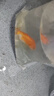 優(yōu)魚(yú)若寵 蘭壽金魚(yú)活體精品觀(guān)賞魚(yú)冷水淡水活體水族寵物蛋種金魚(yú) 精品紅蘭壽5-6cm1條 曬單實(shí)拍圖