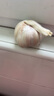 新鮮干蒜即食水果大蒜蔬菜小龍蝦生蠔調(diào)料蒜 新干大蒜 2斤 含箱 曬單實拍圖