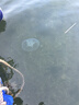 趕海弟 香烤魷魚絲200g 即食海味手撕風(fēng)琴魷魚條海味零食辦公室學(xué)生零食 曬單實(shí)拍圖