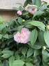 植物再生劑濃縮營(yíng)養液復活液水培花肥料室內盆栽植物營(yíng)養液通用型 單盒(6支108g） 曬單實(shí)拍圖