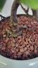 德沃多肥料紅火山巖5kg(5-8mm)多肉顆粒土鋪面石拌土改善土壤園藝無土栽培 曬單實拍圖