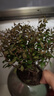 開(kāi)時(shí)果 小葉赤楠盆景擺件 辦公室桌面綠植花卉好養(yǎng)盆栽植物源頭直發(fā)包郵 【熱銷款】哥窯浸墨盆+苔蘚+底座 曬單實(shí)拍圖