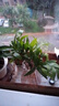 驅(qū)蚊竹柏水培植物大棵室內(nèi)水養(yǎng)綠植花卉盆栽辦公室桌面驅(qū)蚊草好養(yǎng) 精選竹柏10棵+透明鉆石瓶+肥+石 曬單實(shí)拍圖
